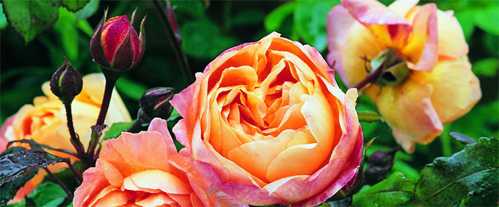 Rosor