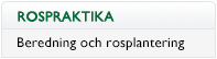 Beredning och rosplantering