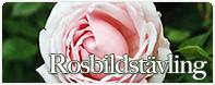 Flora Linneas Rosbildstävling